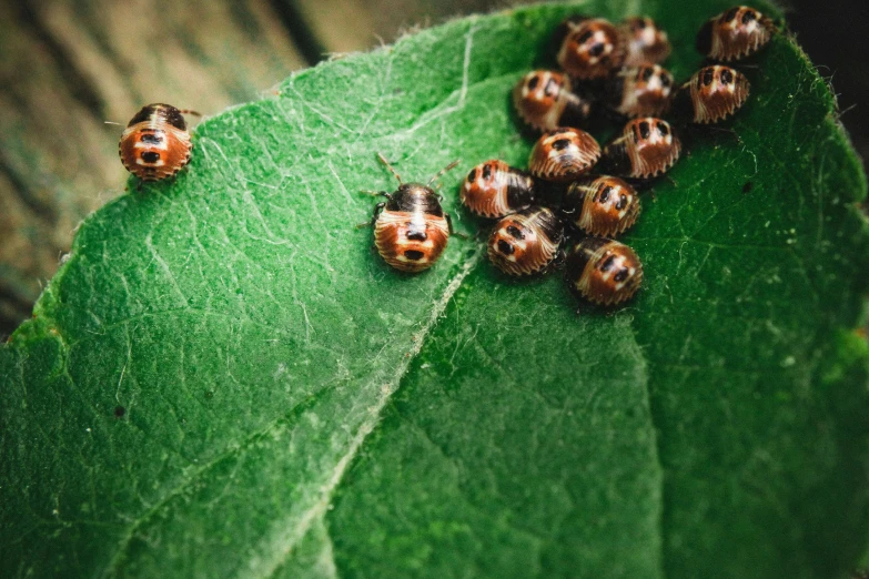 seven small lady bug's laying on the leaves