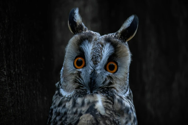 an owl looking at the camera with an orange - eyed face