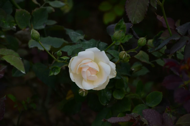 a single white rose is sitting among green leaves