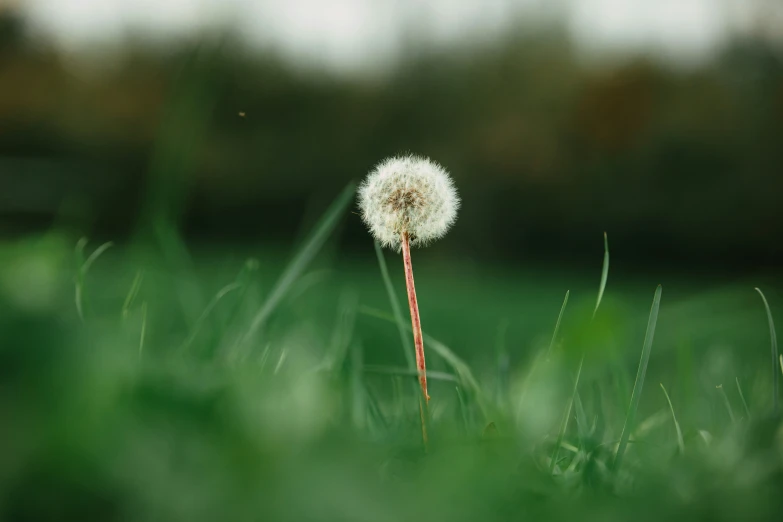 a single dandelion sitting in the middle of a field