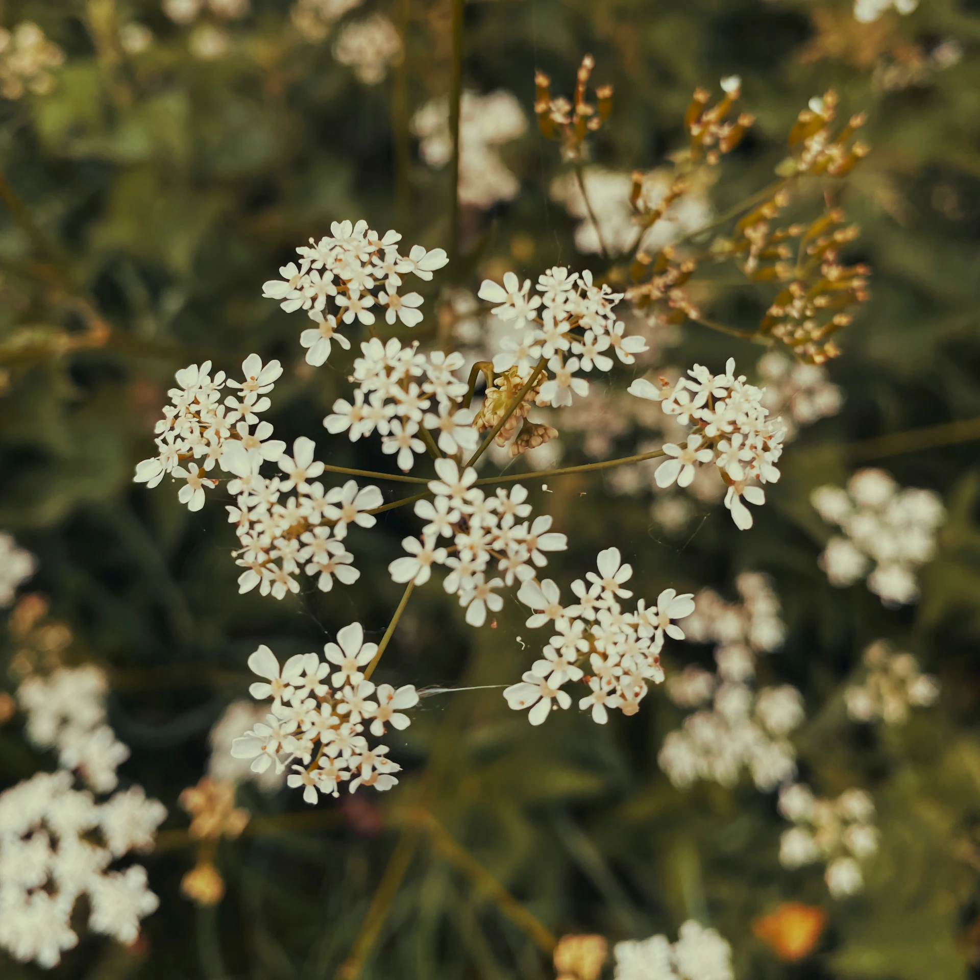 some white flowers are blooming out on the tree