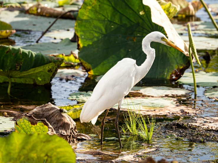 the white bird is standing in the water