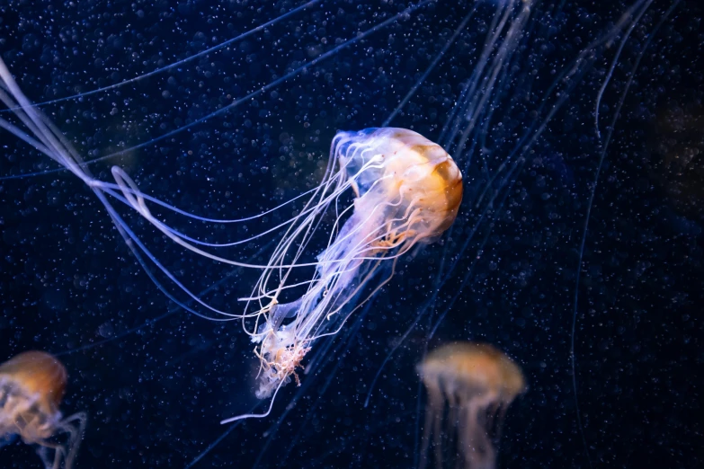 some orange and white jellyfish in a tank