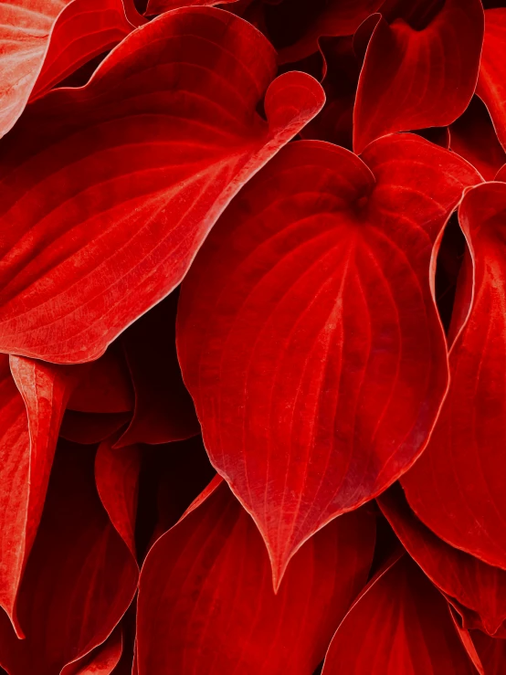 large red leaves are shown close to one another