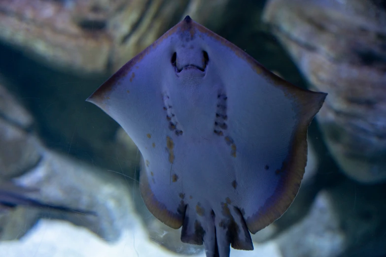 the underside view of a starfish, with its head and mouth in the background