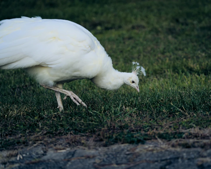 a very white and long legged bird in the grass