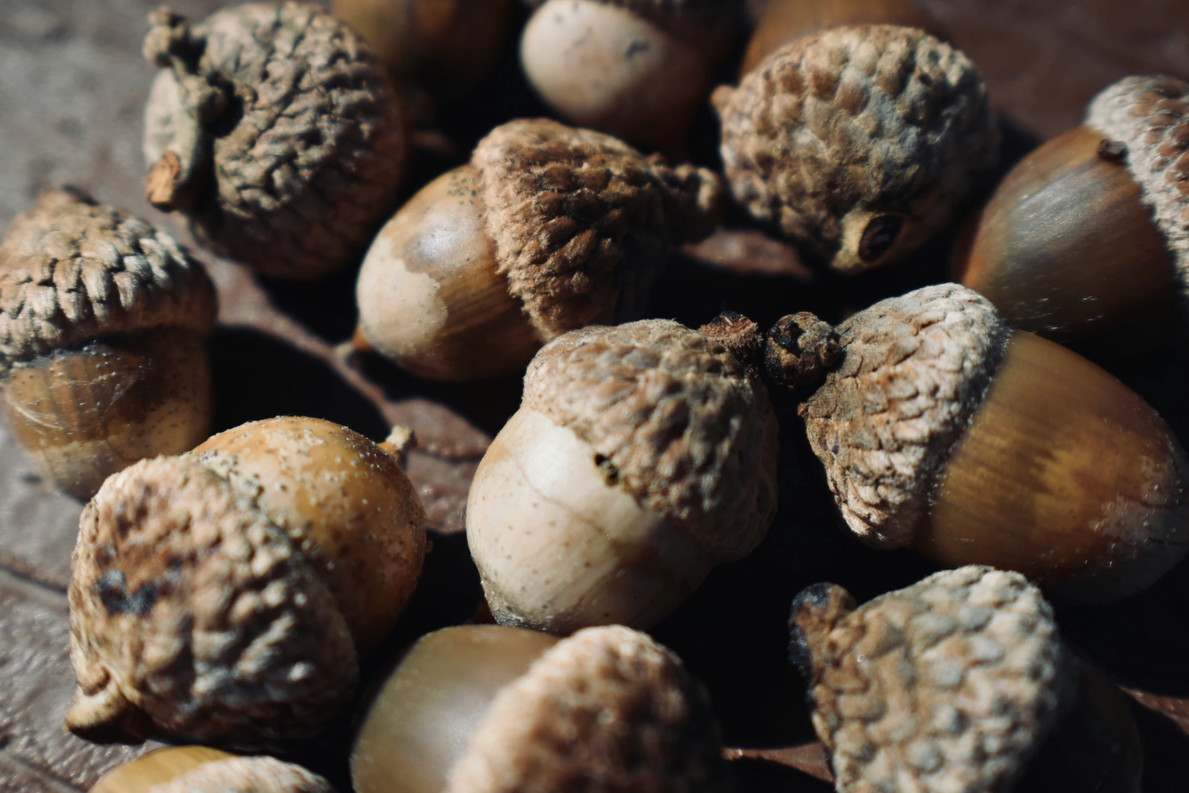 a bunch of different types of acorns on a table