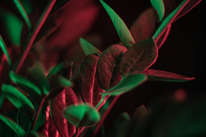 a close up s of red and green plants