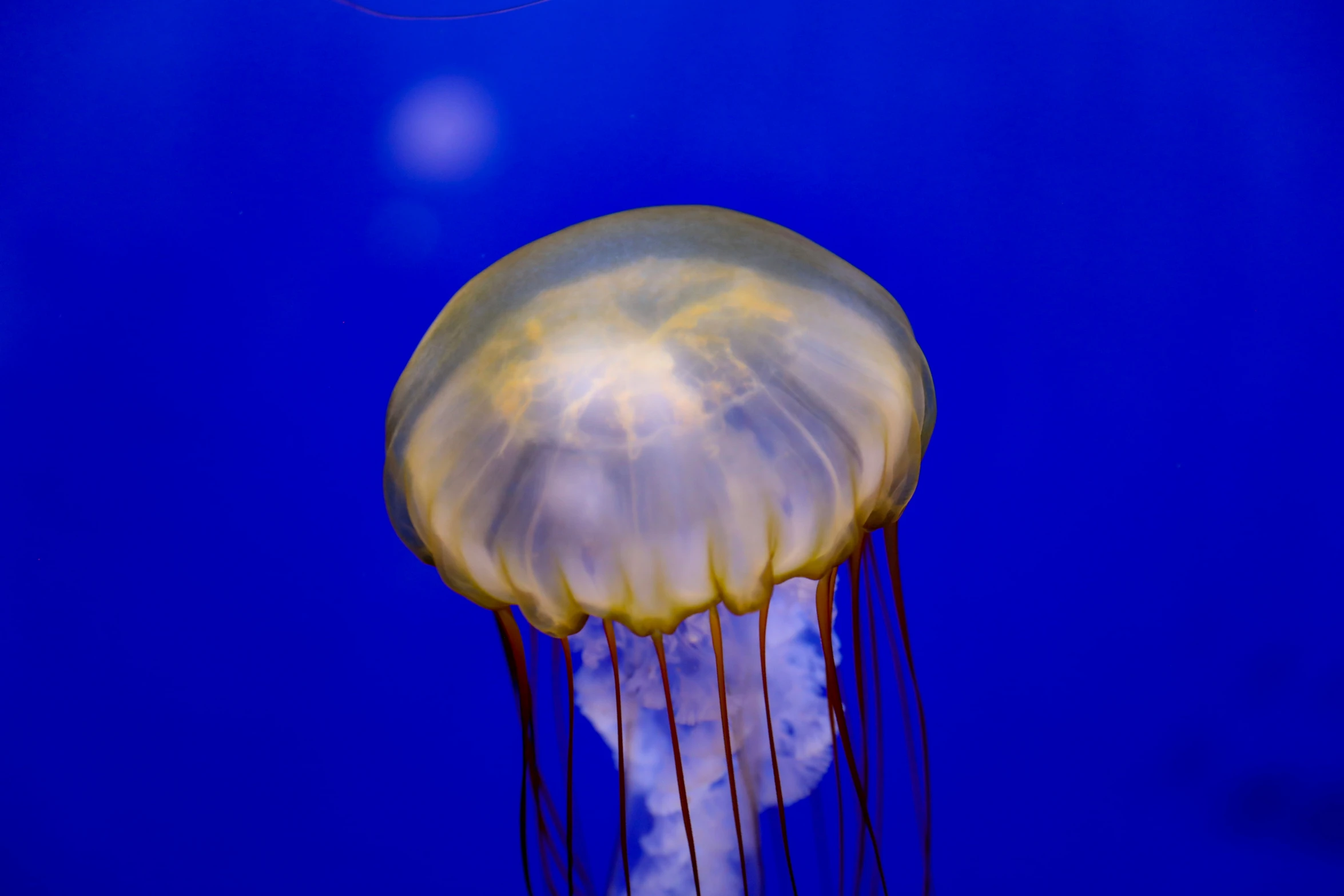 a clear jellyfish sitting up close under the blue sky