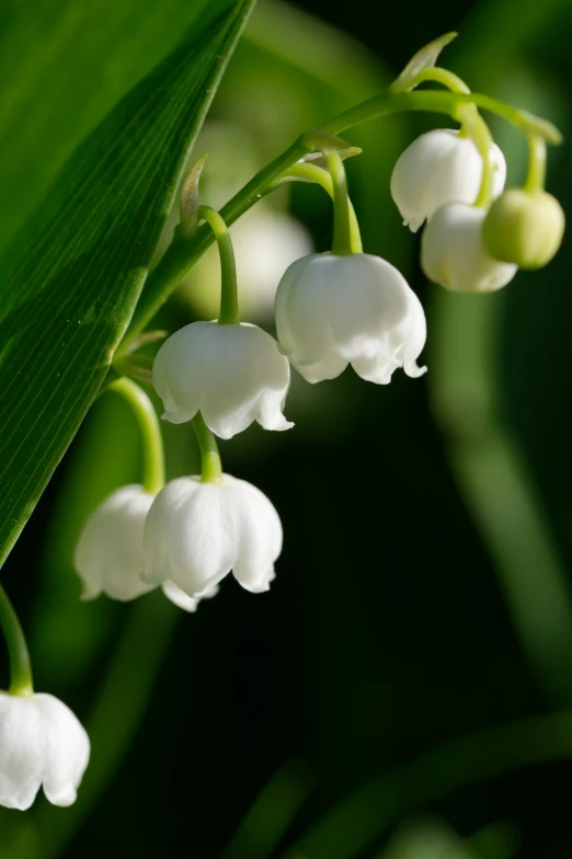 the white flowers of lily of the valley are in focus