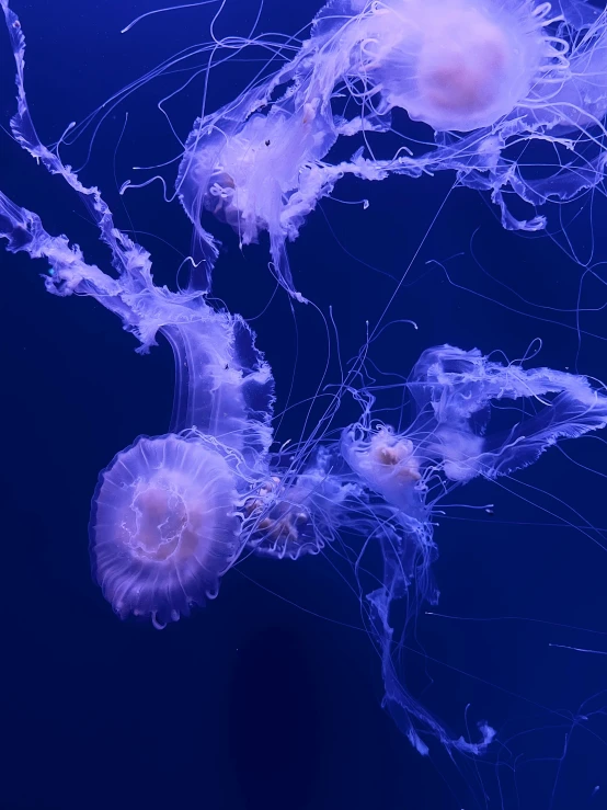 the jellyfish is swimming in the water