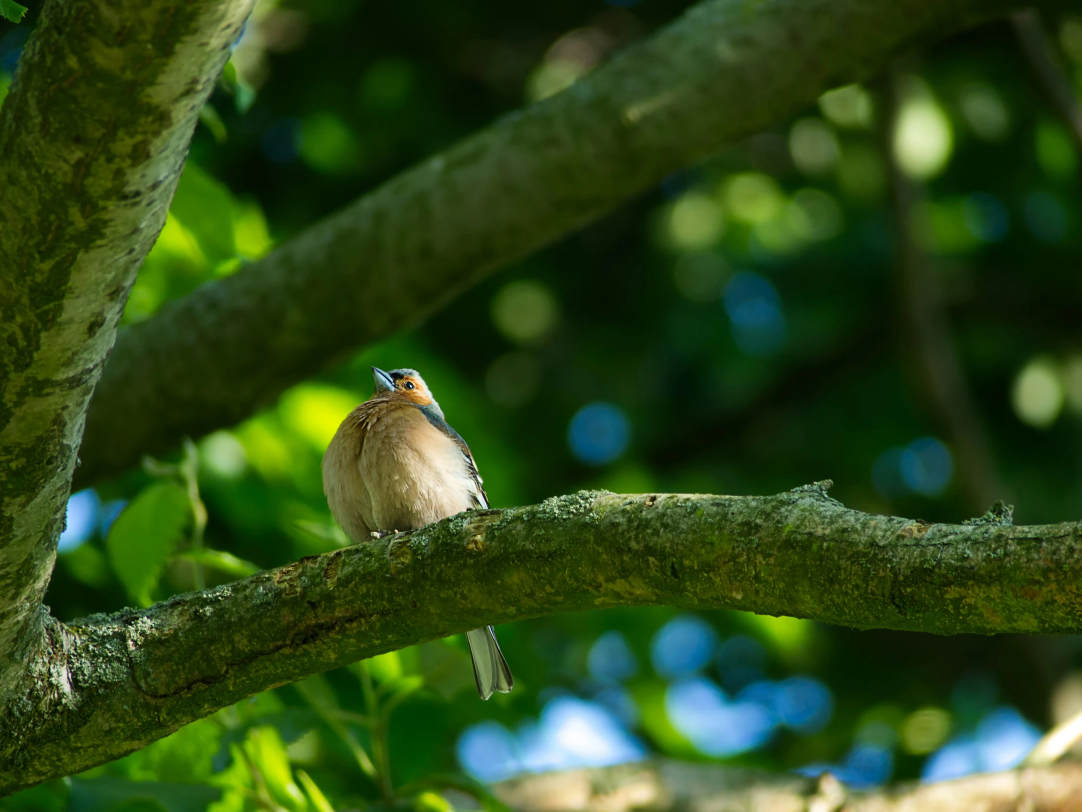 a small bird is perched on a tree nch