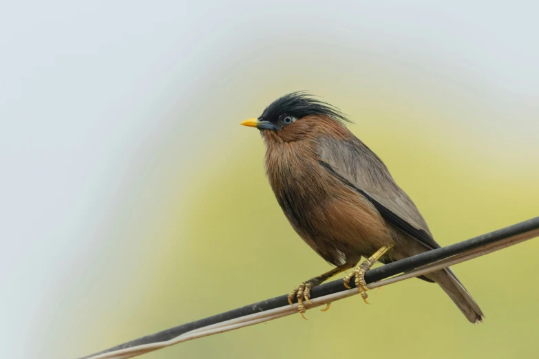 a close up of a small bird on a wire