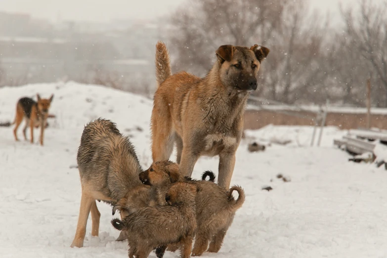 a dog and his four puppies standing in the snow