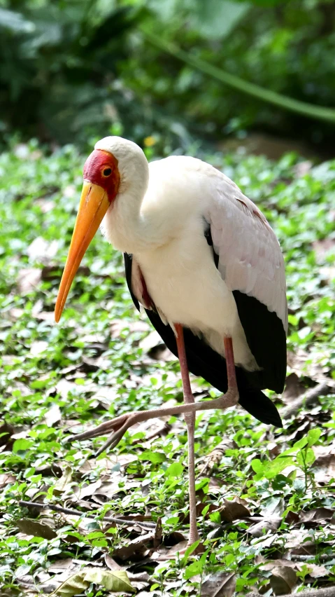 a bird standing in some grass and leaves