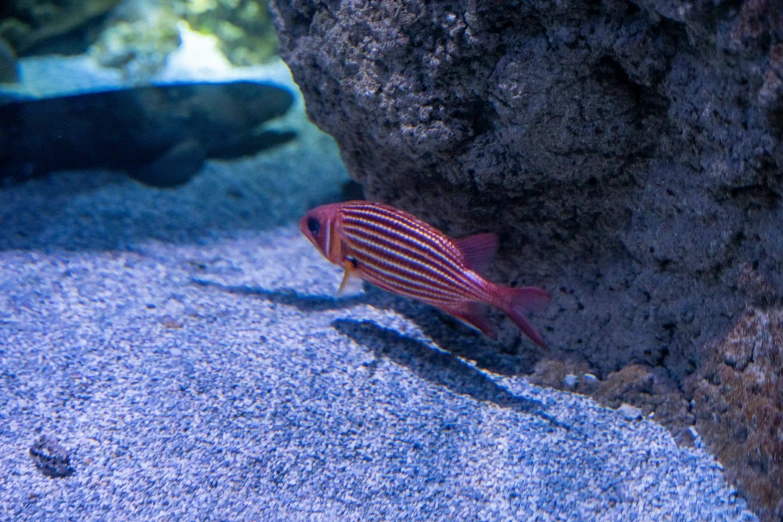 small red and white fish in an aquarium setting