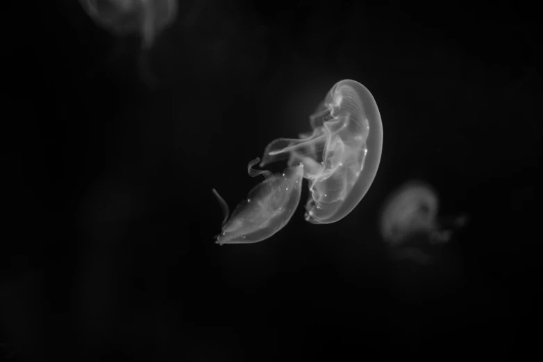 jelly fish with dark background with fog in the air