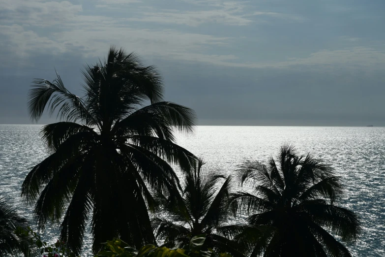 trees are silhouetted against the backdrop of an ocean