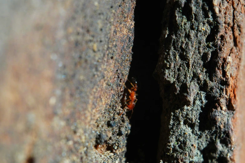 a bug crawling on a rock, in its natural habitat