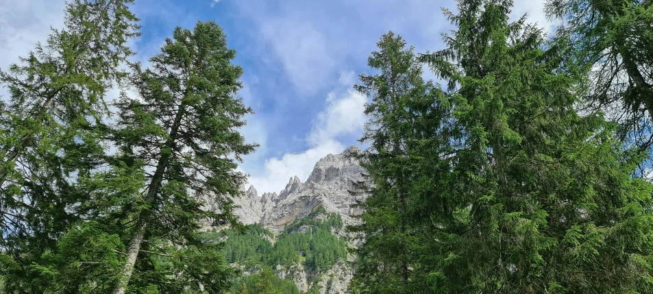 a forest with trees on a sunny day