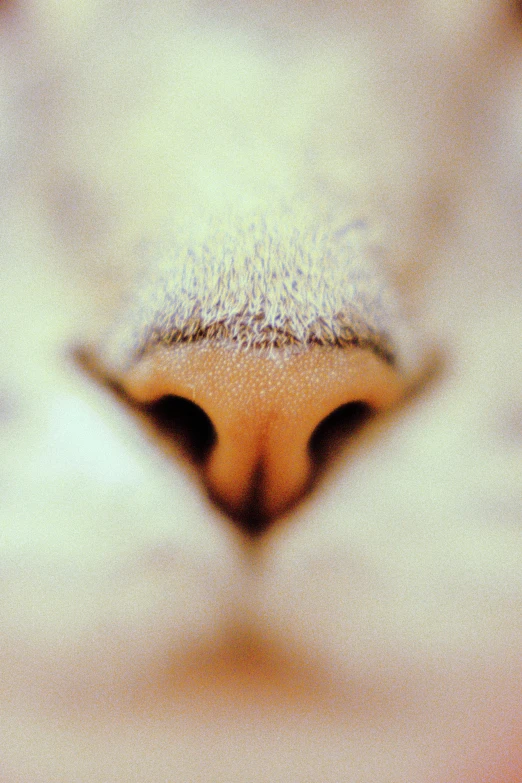 closeup of a cat's face with the fur on its back