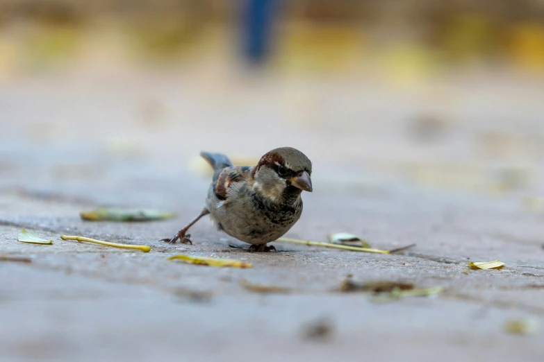 a little bird that is standing on the ground