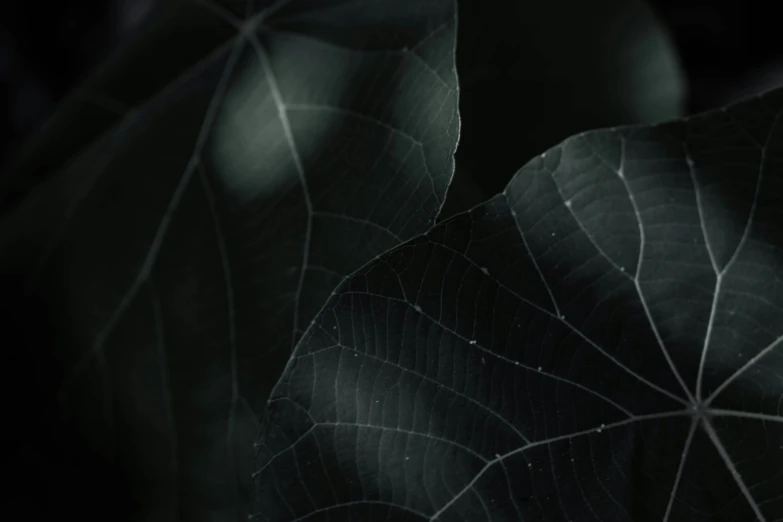 a closeup s of a leaf's structure