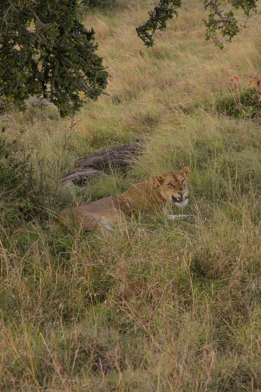 a lion laying on top of a lush green field