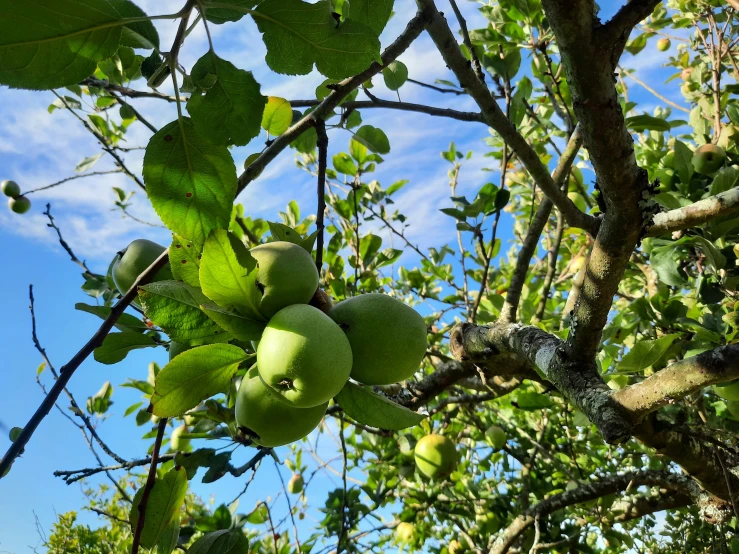 apples growing in an apple tree on a sunny day