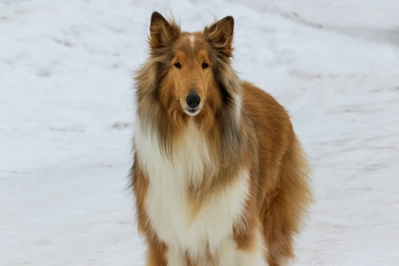 an adorable, gy dog is standing in the snow