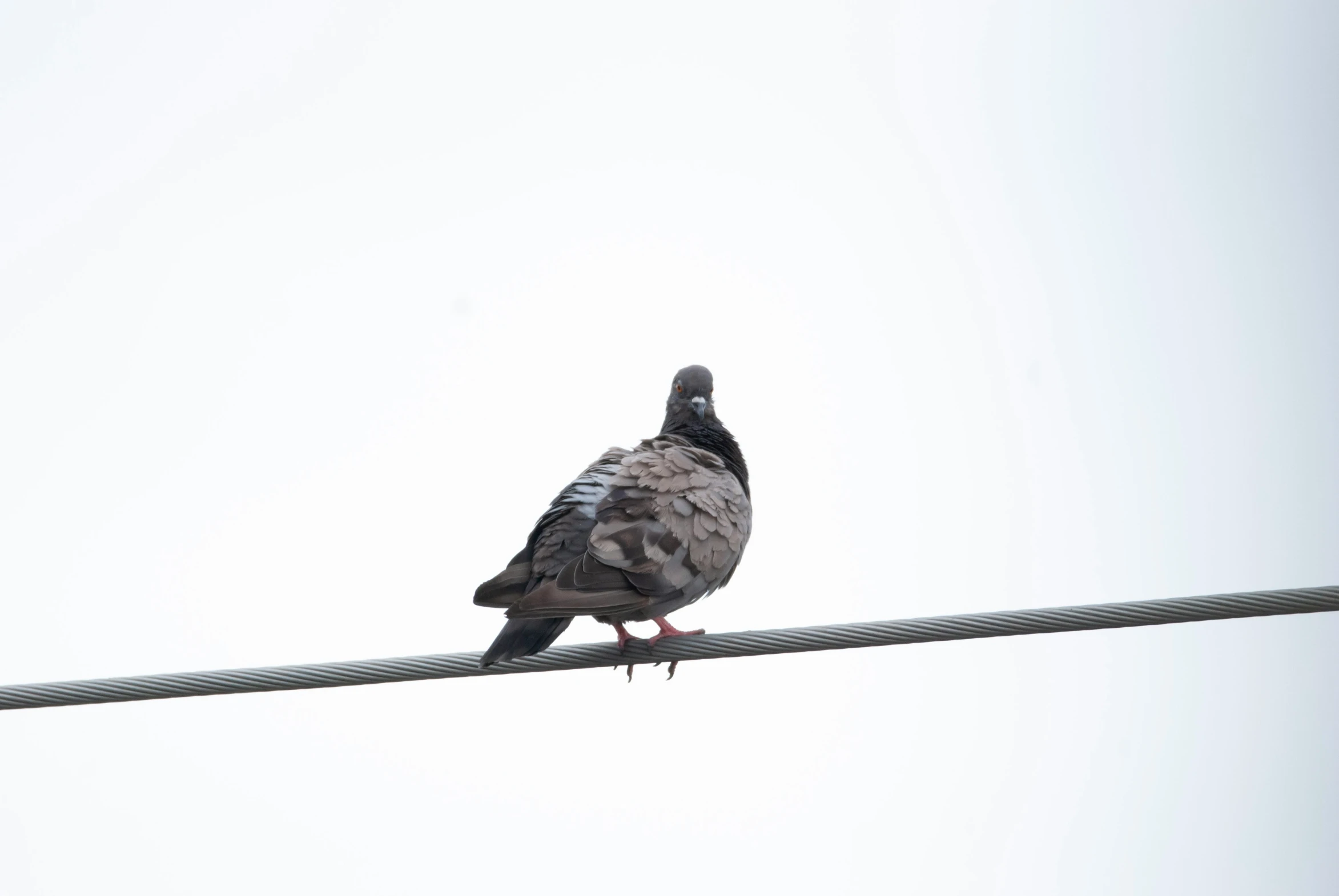 the bird is perched on the cable and alone