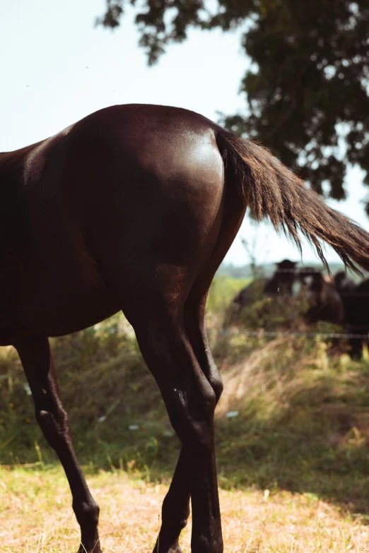 black horse is walking in a field of dry grass