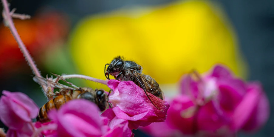 a small insect sitting on a flower in a blurry po