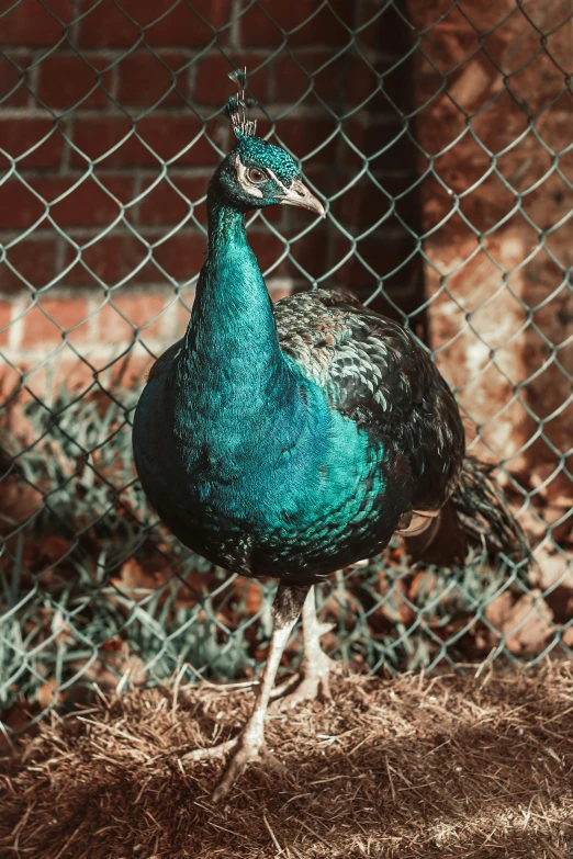 a peacock is standing in front of a chain link fence