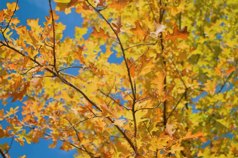 an orange and yellow tree with sky in background