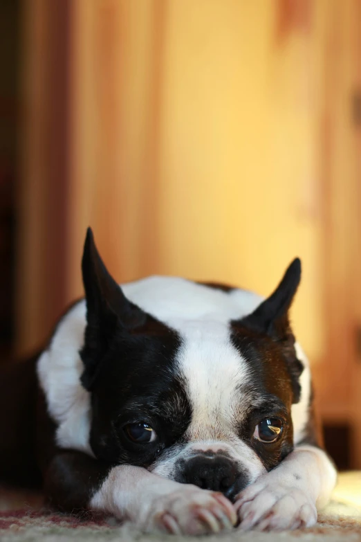 a boston terrier is laying on the floor looking straight ahead