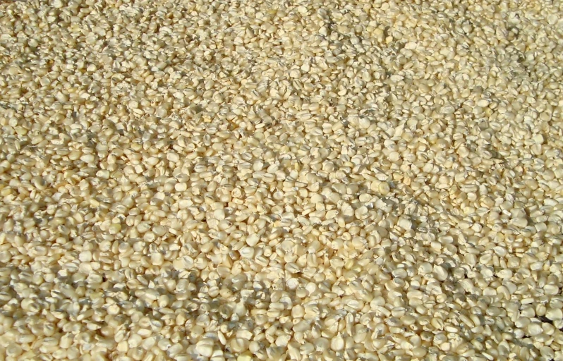 a close up view of sesame seeds on a carpet