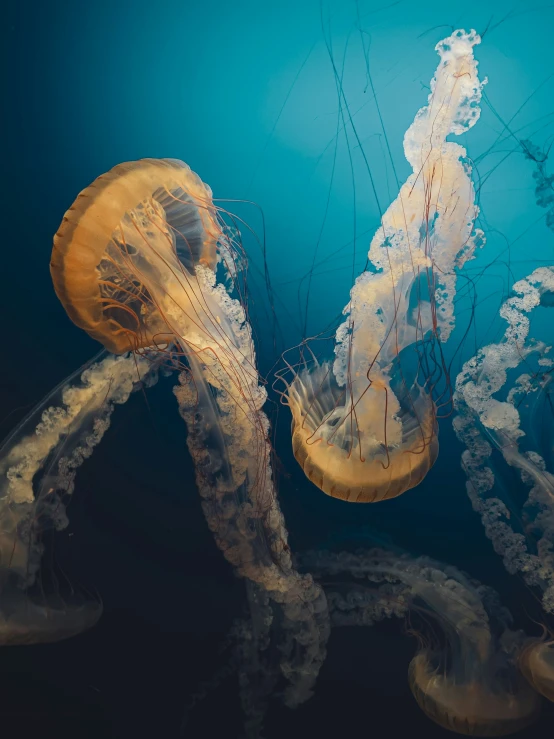 jellyfish swimming through the water together