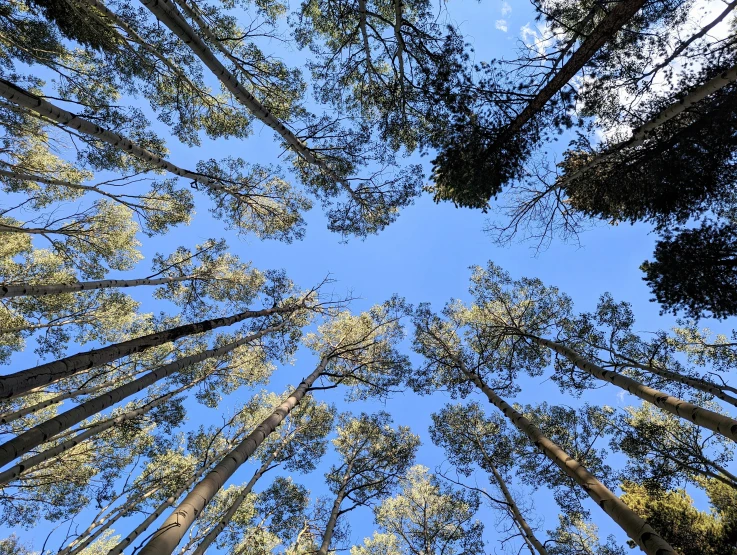 a blue sky is seen in this po of trees