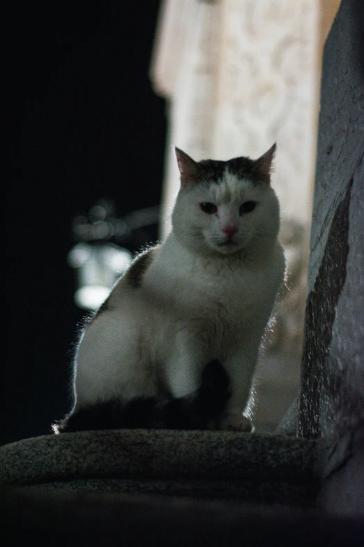 a cat that is sitting down on a bench