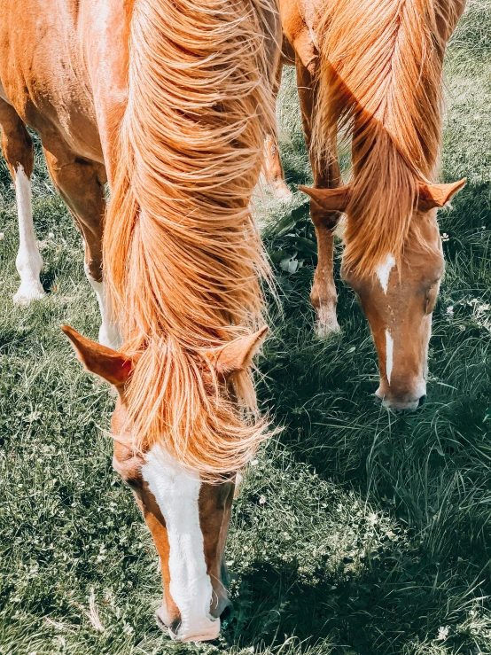 a couple of brown horses grazing on grass