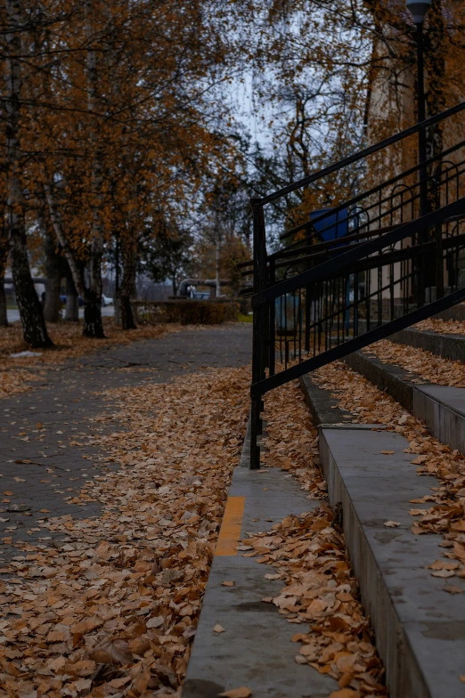 the tree on the left has fallen leaves