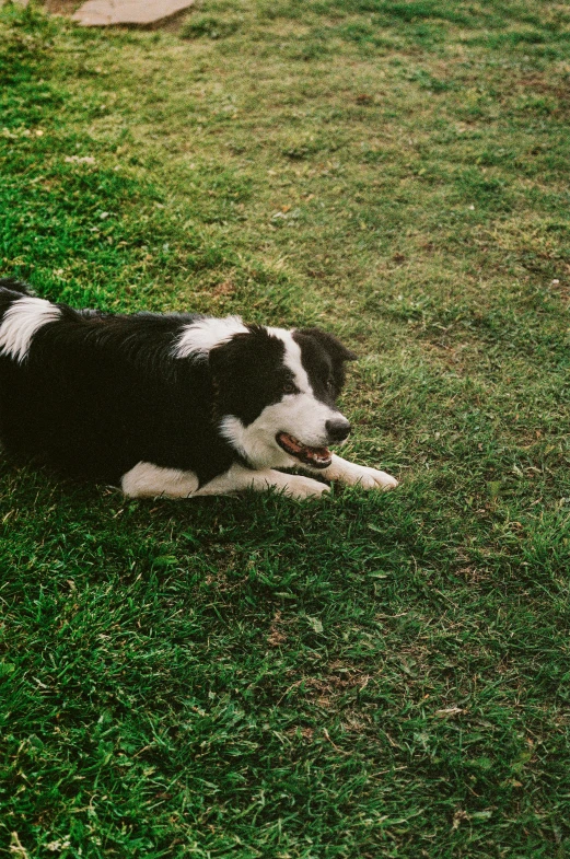 dog laying in the grass with ball in mouth