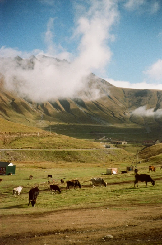 animals in a grassy field with clouds in the sky