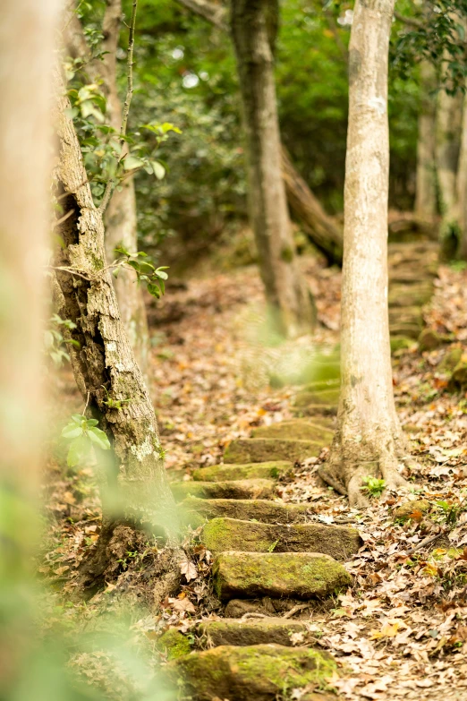 a rock path lined with trees in a forest