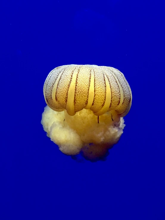 an underwater jelly with it's underside turned upside down