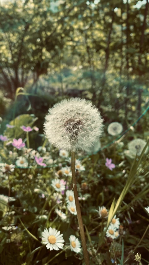 the dandelion is blowing in the wind next to the forest