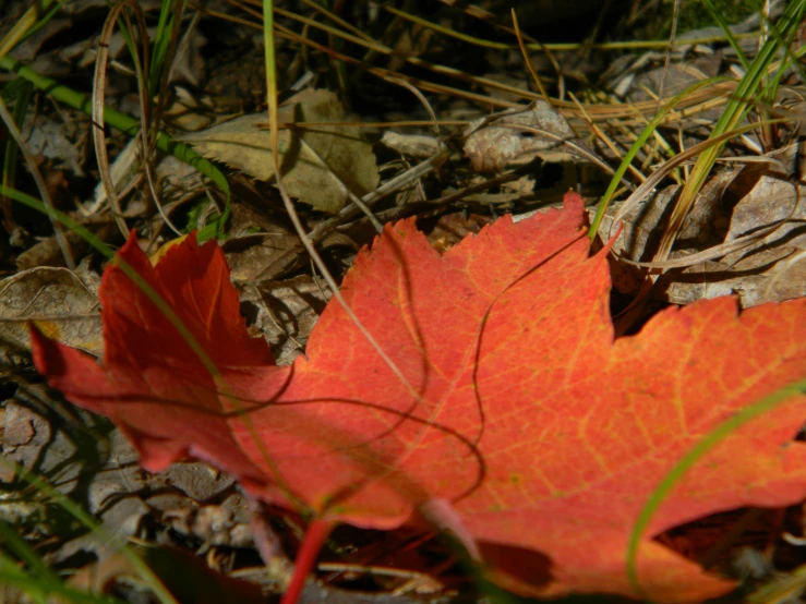 a red leaf lies on the ground among other leaves