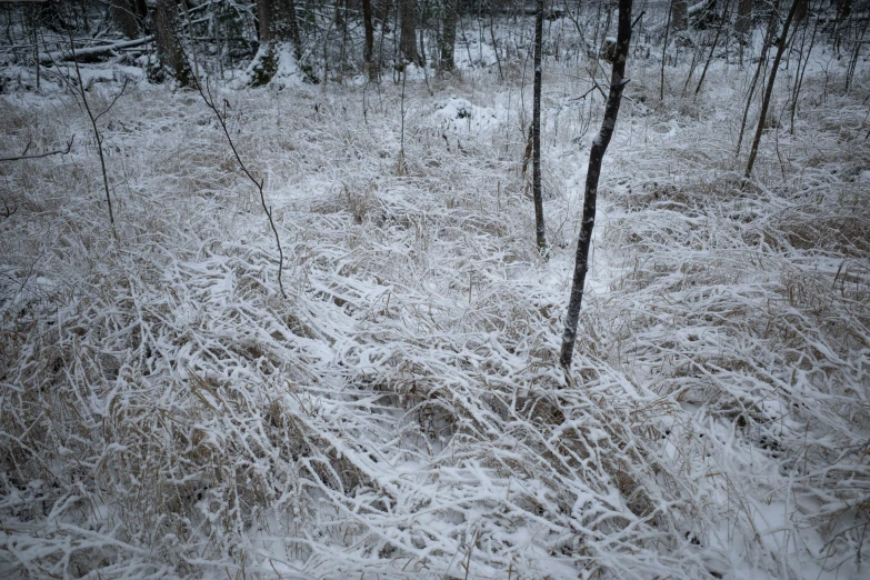 the snow in a wooded area has frozen and ice is covering the grass