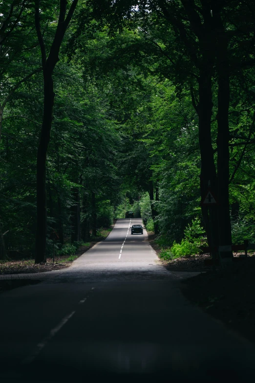 a very long and quiet road in the forest